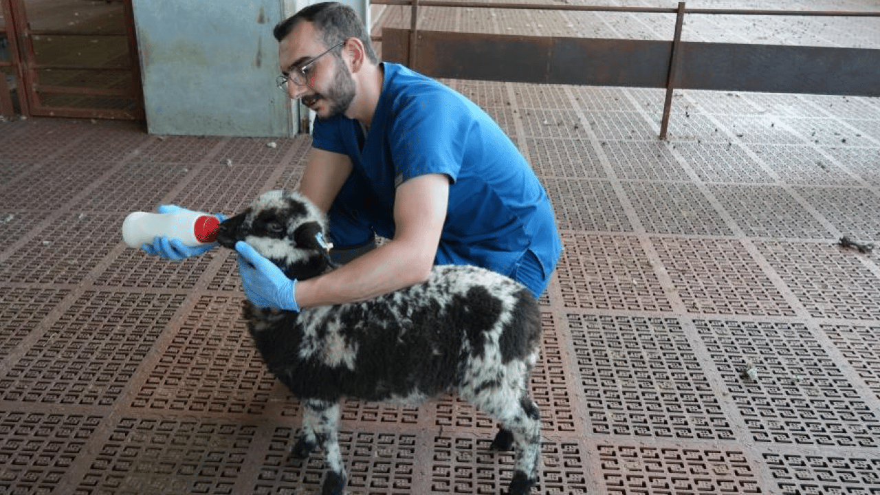 Foto - Hayvancılıkta ezber bozan başarı: Bilimsel deneyle üçüz ve dördüz sürprizi