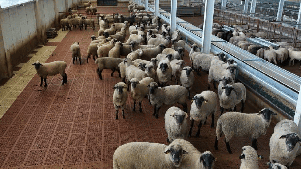 Foto - Hayvancılıkta ezber bozan başarı: Bilimsel deneyle üçüz ve dördüz sürprizi