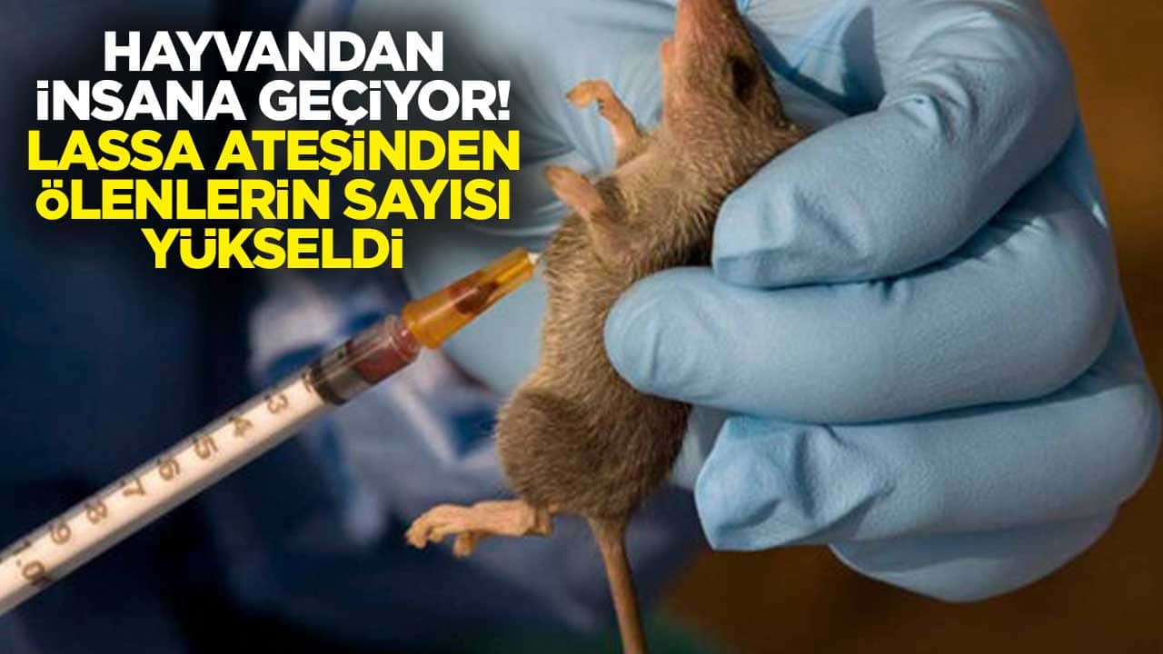 Hayvandan insana geçiyor! Lassa ateşinden ölenlerin sayısı yükseldi