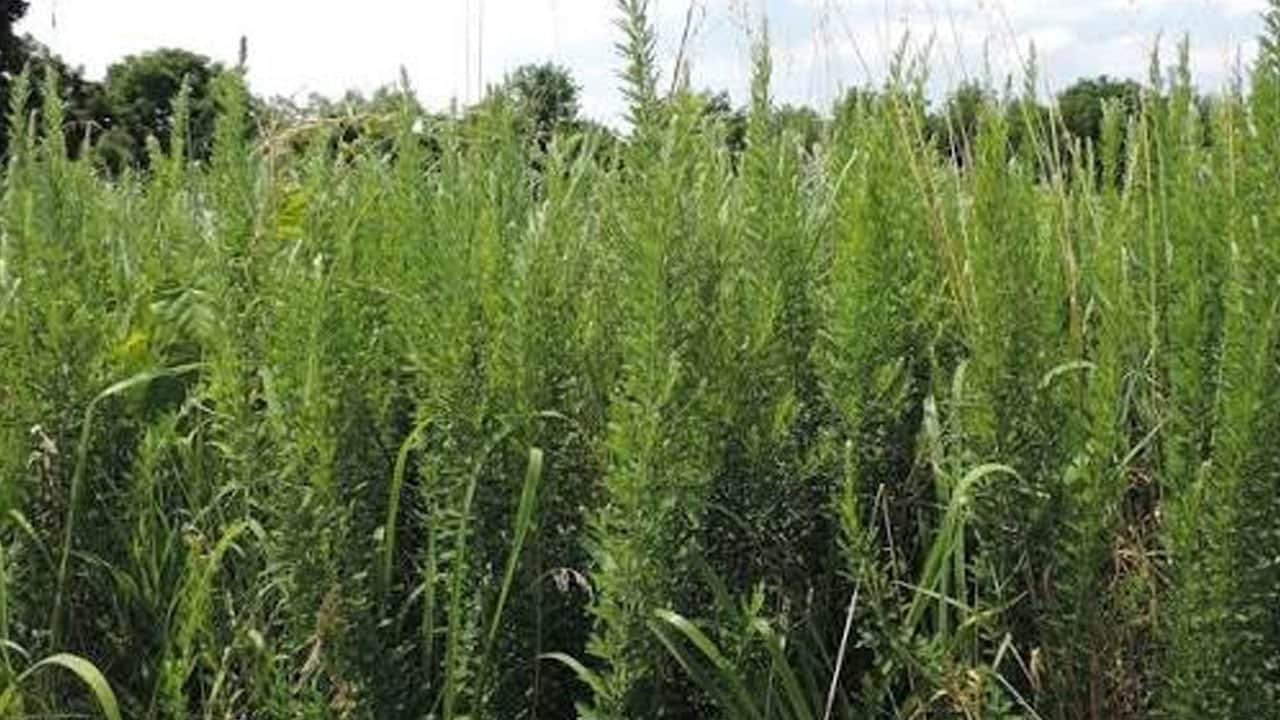 Foto - Hayvanlar otlasın diye ektiler, bütün ülkeyi esir aldı