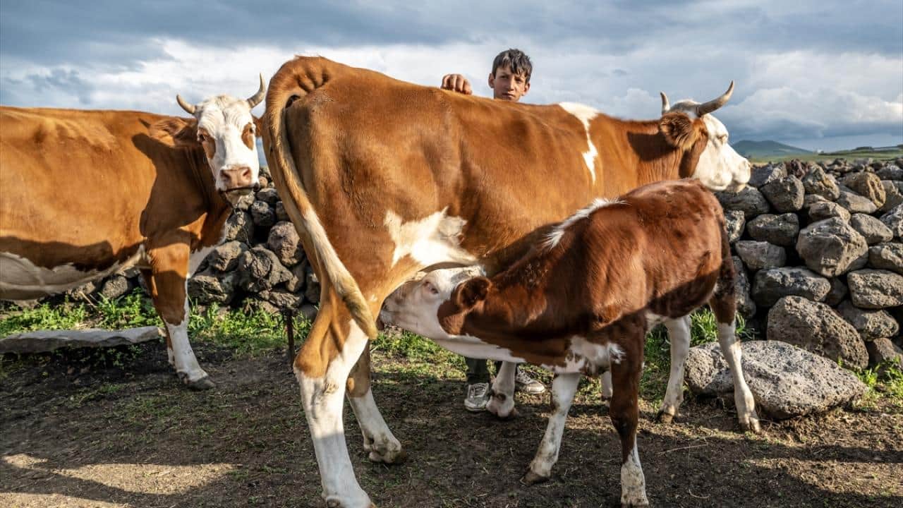 Foto - Hayvanlar yüksek rakımlı meralarda otluyor! Besiciler de yaz boyunca yaylalarda üretim yapıyor