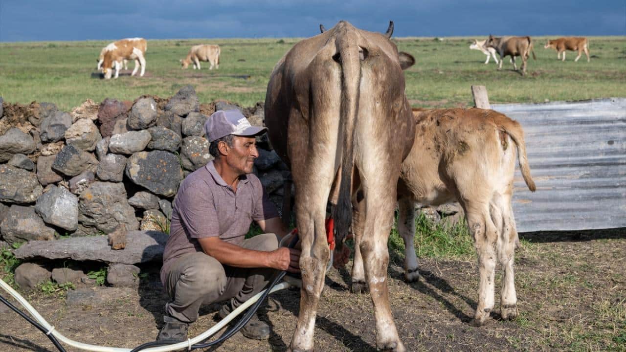 Foto - Hayvanlar yüksek rakımlı meralarda otluyor! Besiciler de yaz boyunca yaylalarda üretim yapıyor
