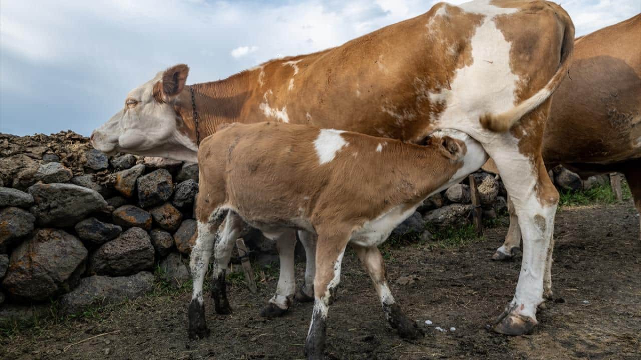 Foto - Hayvanlar yüksek rakımlı meralarda otluyor! Besiciler de yaz boyunca yaylalarda üretim yapıyor