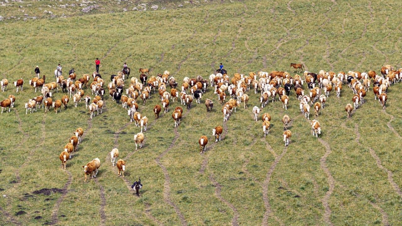 Hayvanlar yüksek rakımlı meralarda otluyor! Besiciler de yaz boyunca yaylalarda üretim yapıyor