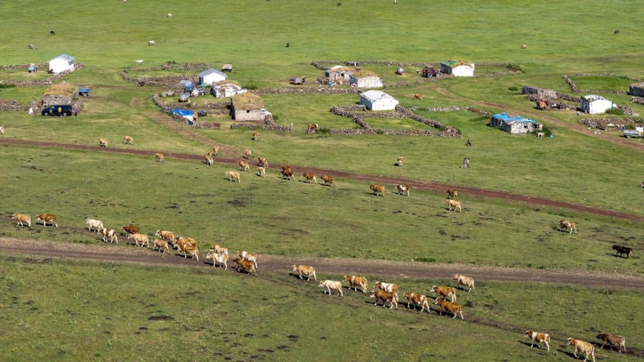 Foto - Hayvanlar yüksek rakımlı meralarda otluyor! Besiciler de yaz boyunca yaylalarda üretim yapıyor