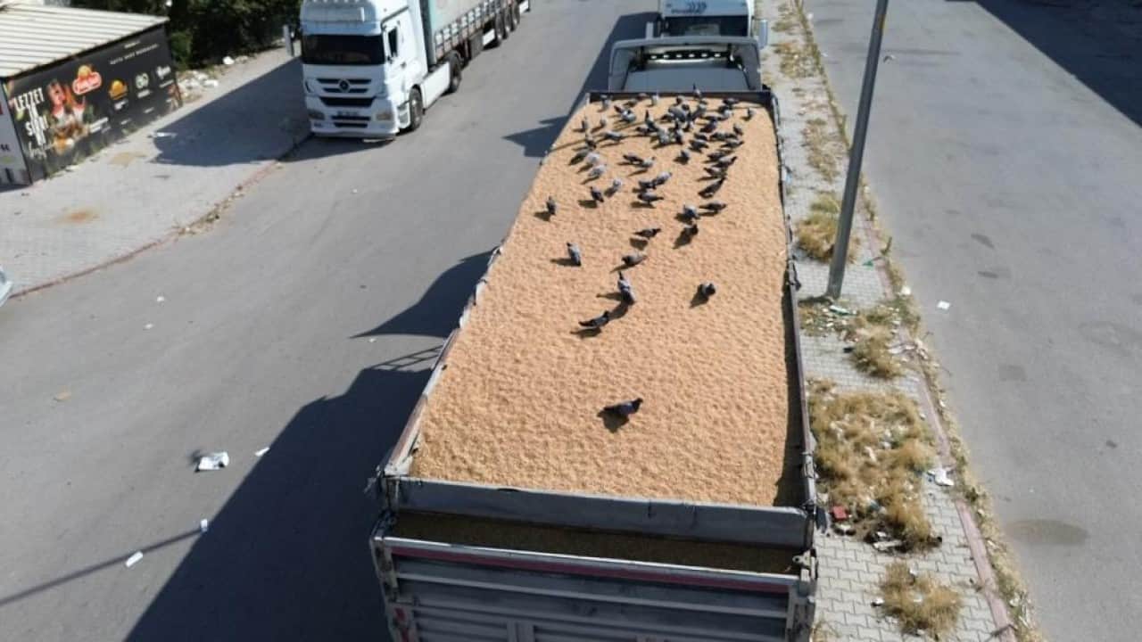 Foto - Her buğdayı yemiyorlar! Buğday pazarının beleşçi konukları