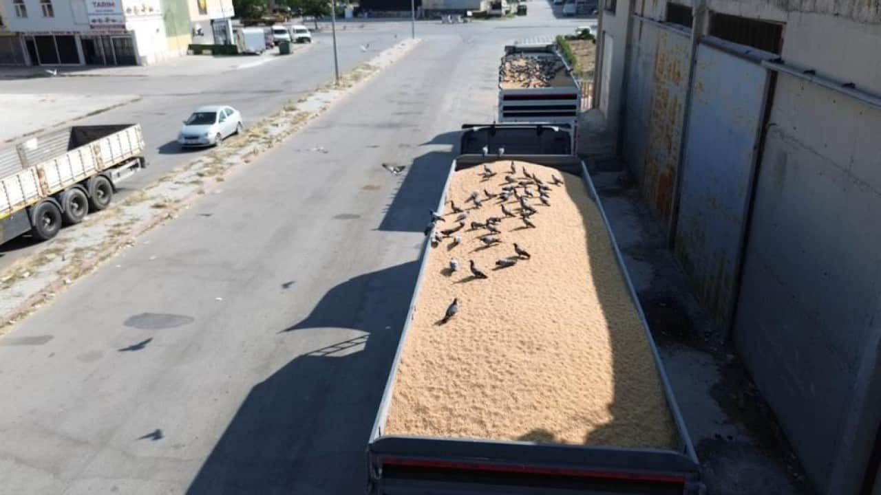 Foto - Her buğdayı yemiyorlar! Buğday pazarının beleşçi konukları