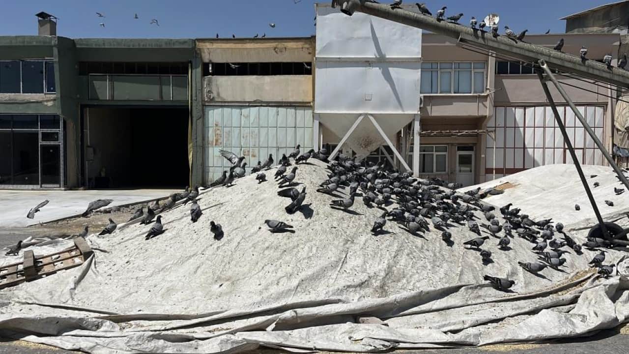 Foto - Her buğdayı yemiyorlar! Buğday pazarının beleşçi konukları