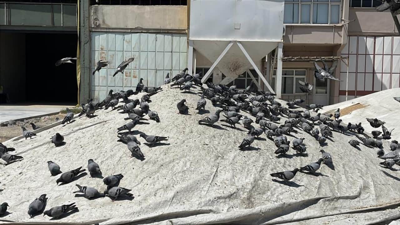 Foto - Her buğdayı yemiyorlar! Buğday pazarının beleşçi konukları
