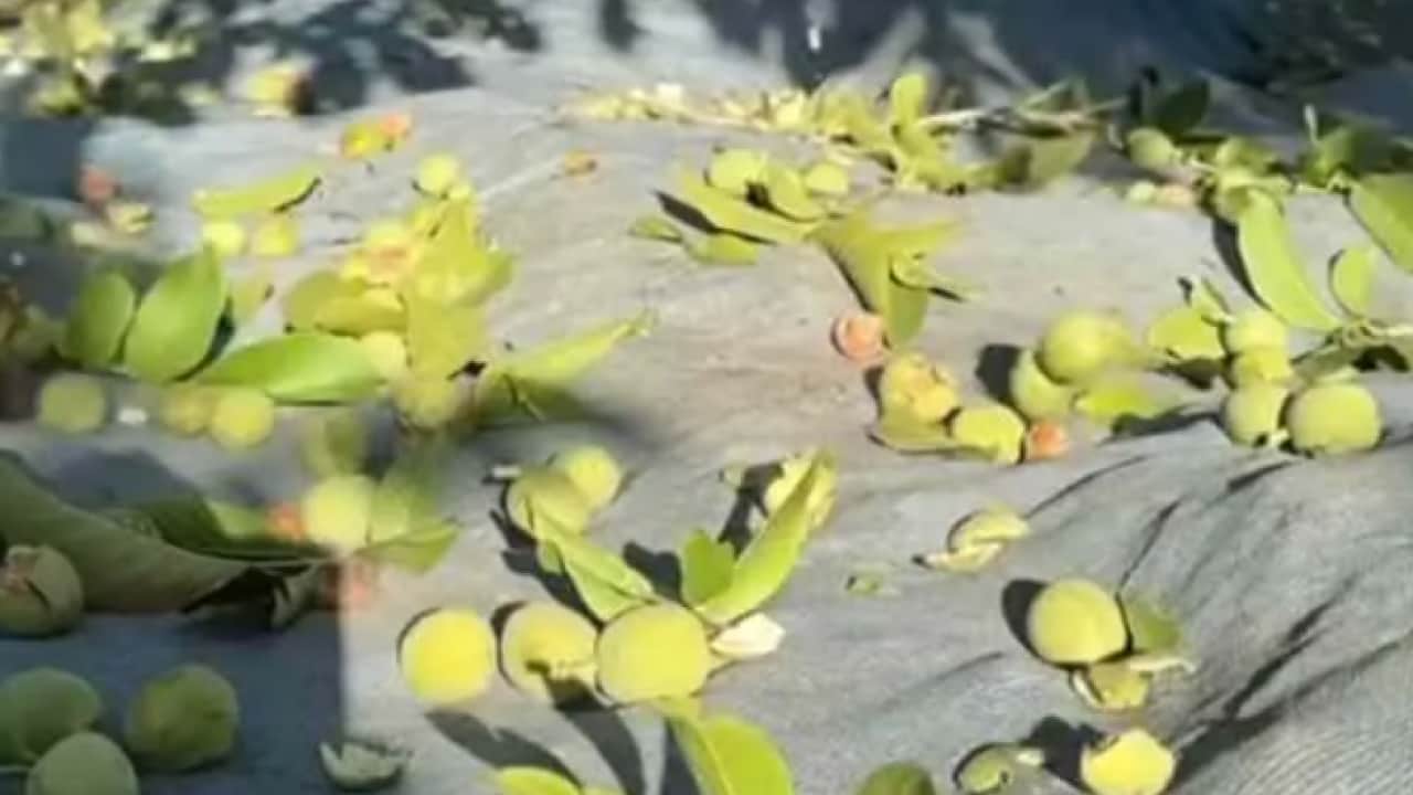 Foto - Oyunculuğu bırakıp köye yerleşti! Yeni mesleği şaşırttı!