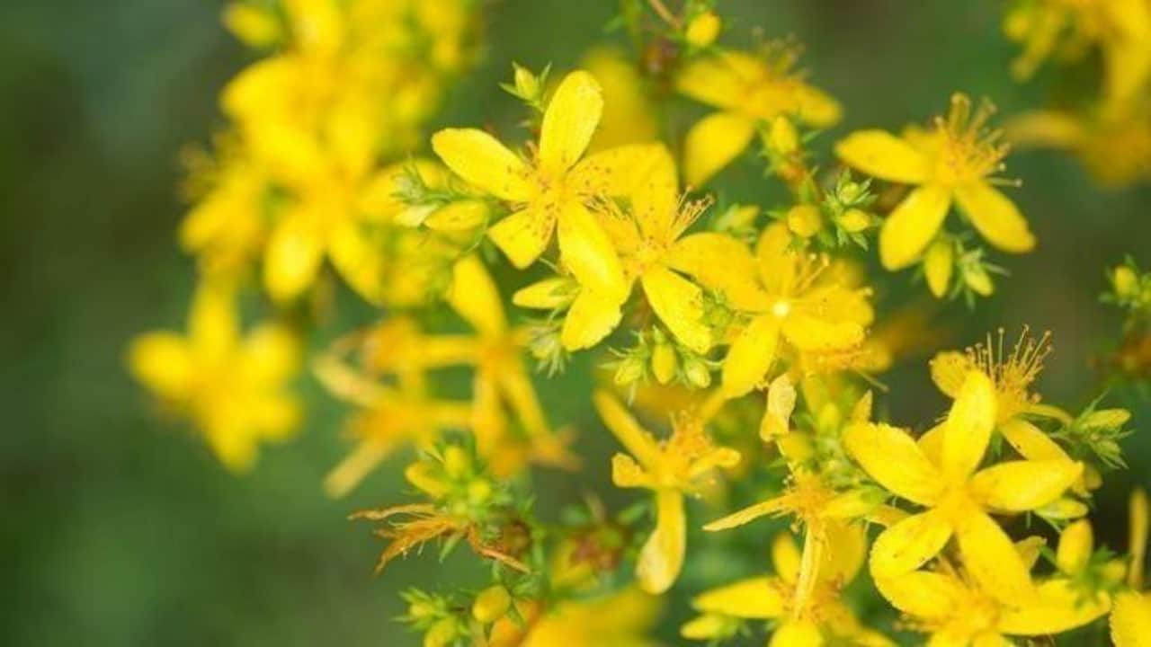 Foto - Her yudumu şifa mübarek! 1 bardakla basuru yok ediyor, kalbi dipçik gibi yapıyor, cildi gençleştiriyor
