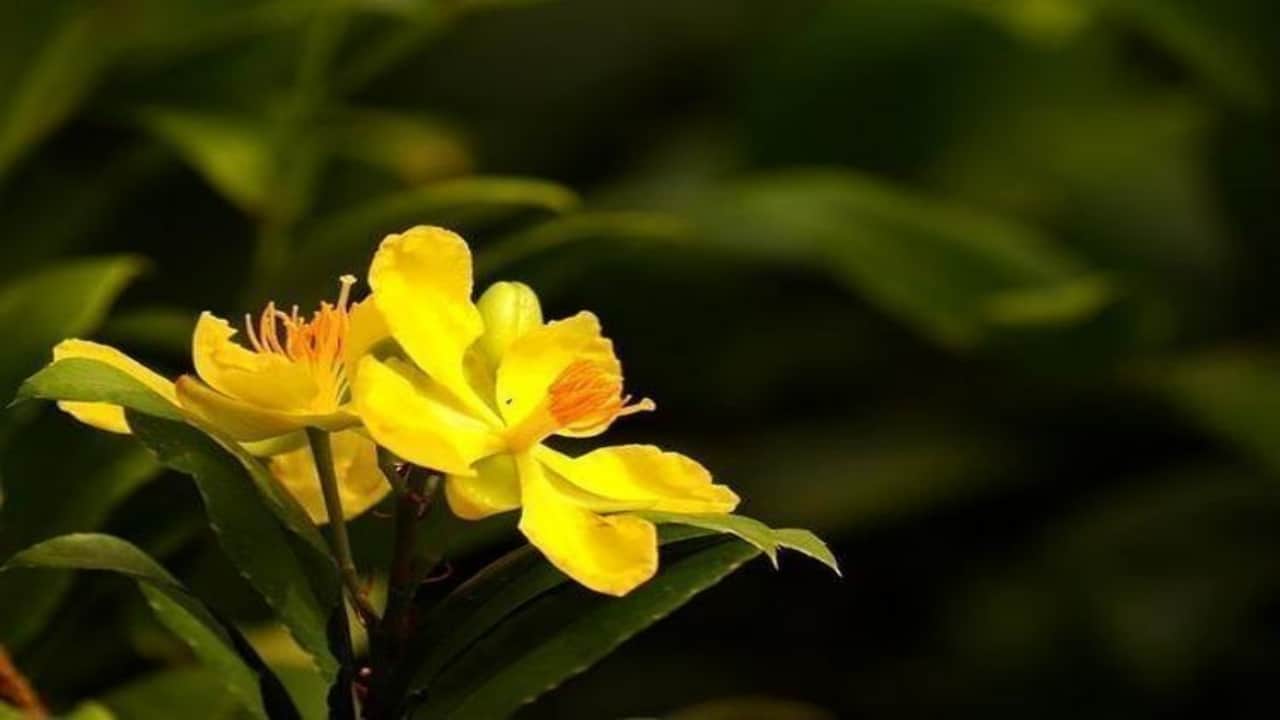 Foto - Her yudumu şifa mübarek! 1 bardakla basuru yok ediyor, kalbi dipçik gibi yapıyor, cildi gençleştiriyor