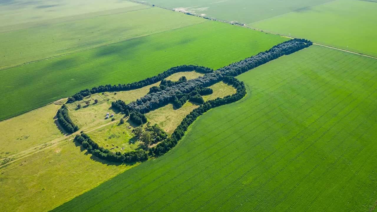 Hikayesini öğrenenlerin gözünden yaşlar geliyor! 7 bin ağacı tek tek dikip koca bir gitar ormanı yaptı
