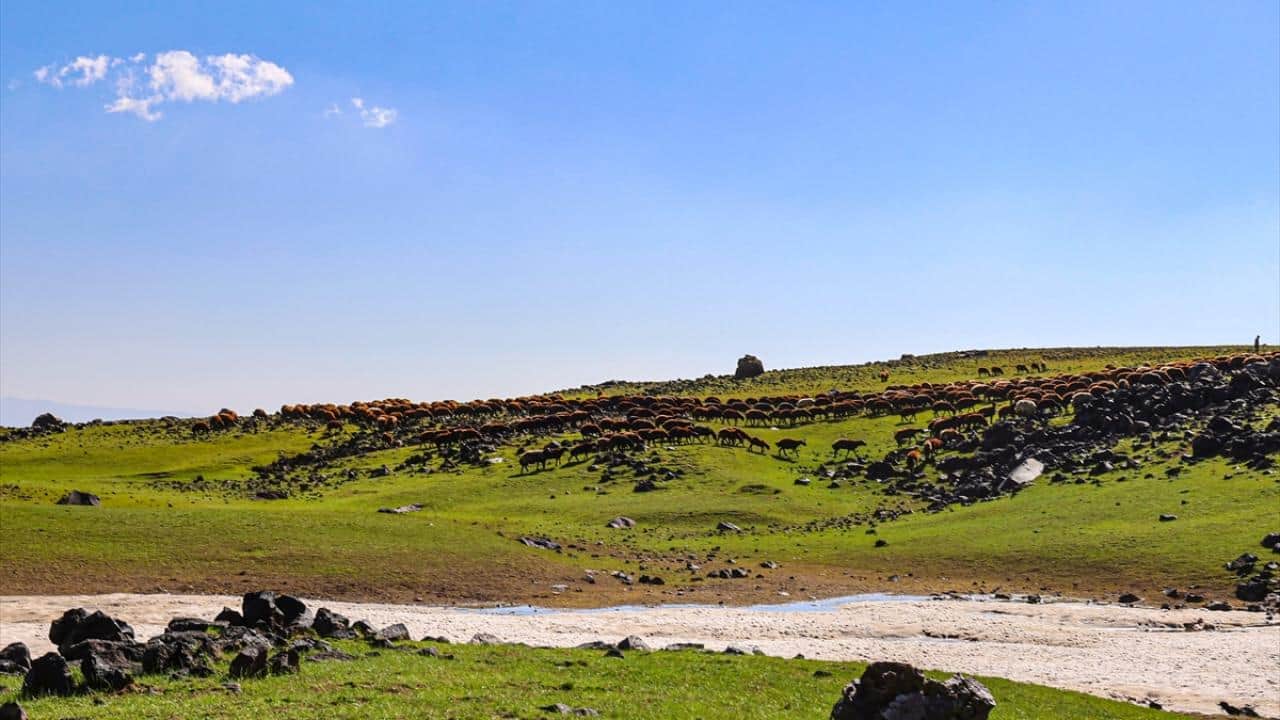 Foto - Iğdır 40 derece ile kavruluyor! Ağrı Dağı'nda ise bahar hüküm sürüyor