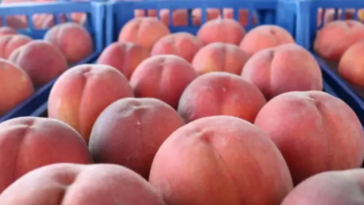Belirsizlik fiyatlara yansıdı: Kilosu 15 TL'ye kadar düştü!