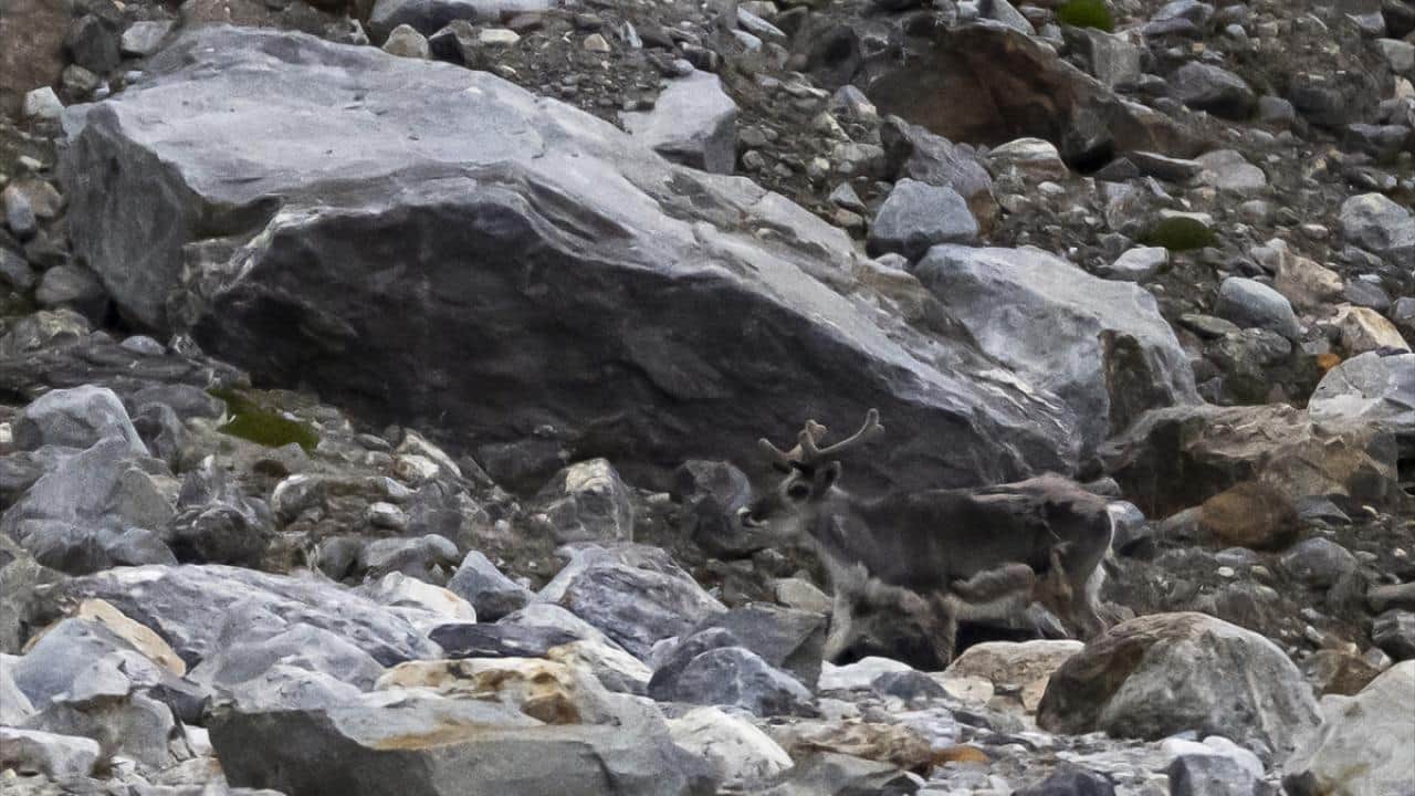 Foto - İklim değişikliği Arktik'i etkiledi! Yaban hayatın yaşam koşulları zorlaştı