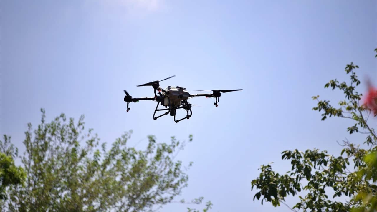 Foto - İlaçla etkisiz hale getiriyor Sineksavar dronlar iş başında