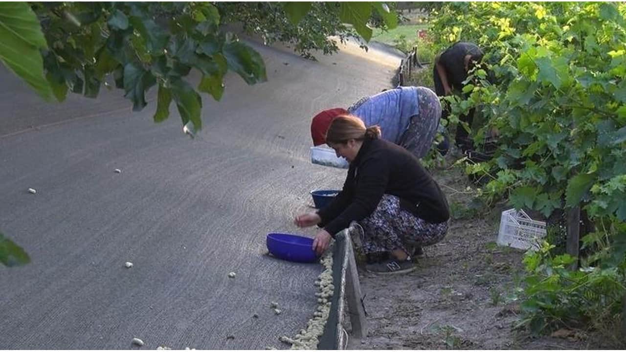 Foto - İlaçlara "Elveda" dedirten mucizevi bitki: Yemekten sonra yiyenin kolesterolü biiznillah anında çakılıyor