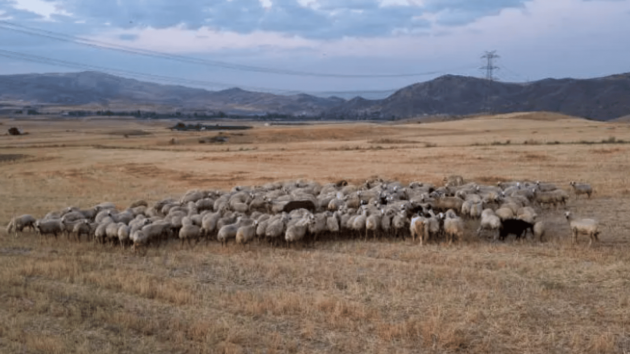 Foto - İlçeyi karıştıran olay: Bu kez ihanet sürünün içinden geldi!