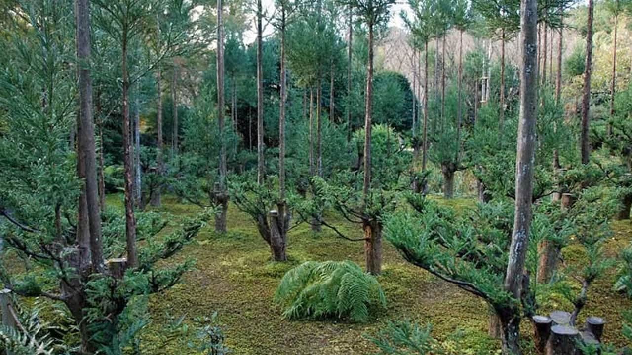 Foto - İnanılmaz! 600 yıldır tek bir ağacı bile kesmeden kereste üretiyorlar 