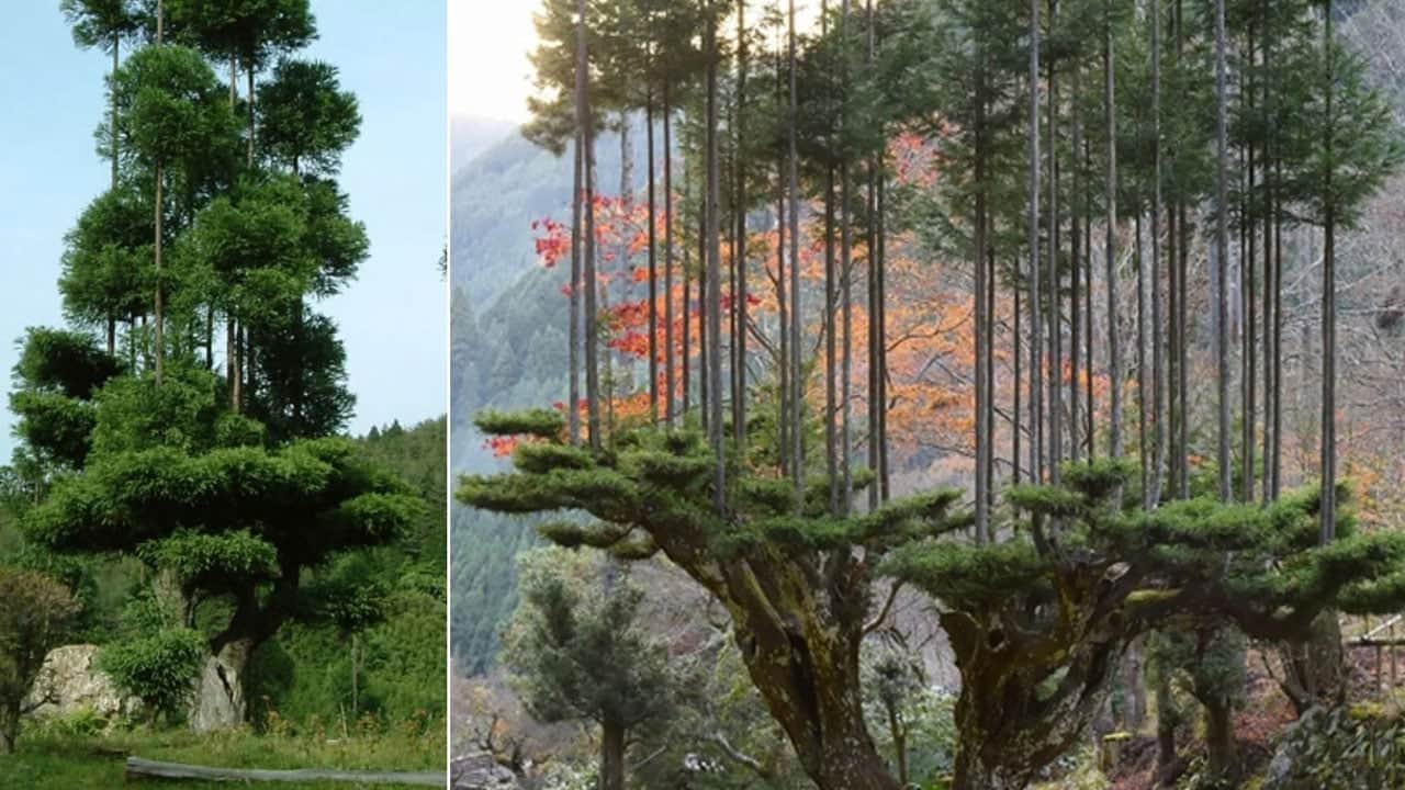 Foto - İnanılmaz! 600 yıldır tek bir ağacı bile kesmeden kereste üretiyorlar 