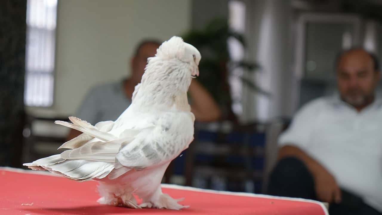 Foto - İnanması güç ama doğru! Bu güvercinler ev ve araba parasına satılıyor