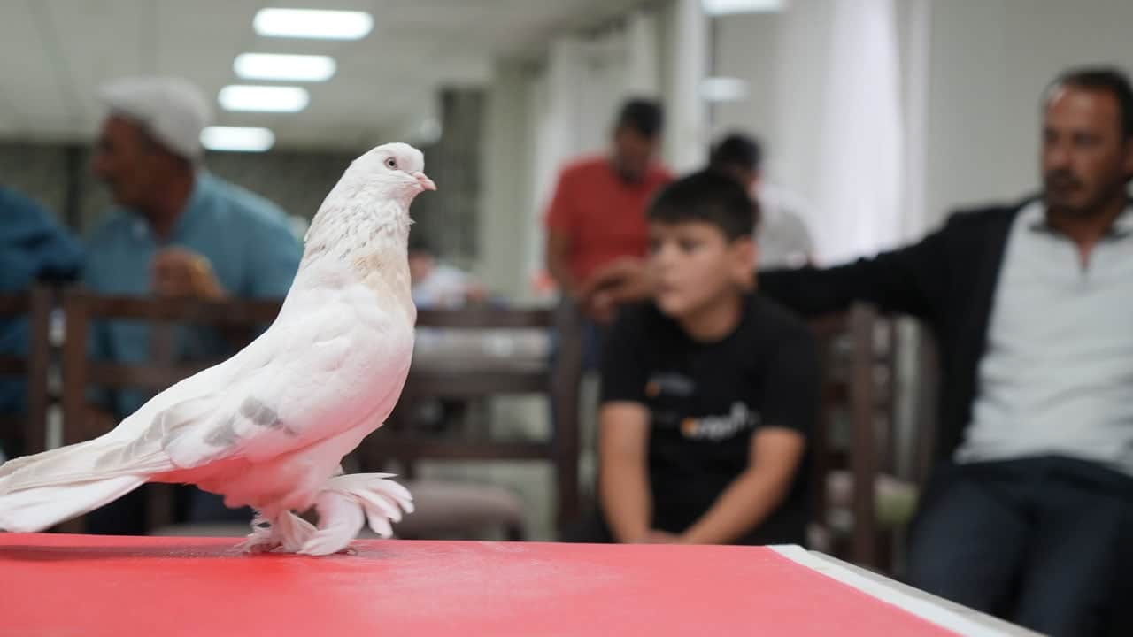 Foto - İnanması güç ama doğru! Bu güvercinler ev ve araba parasına satılıyor