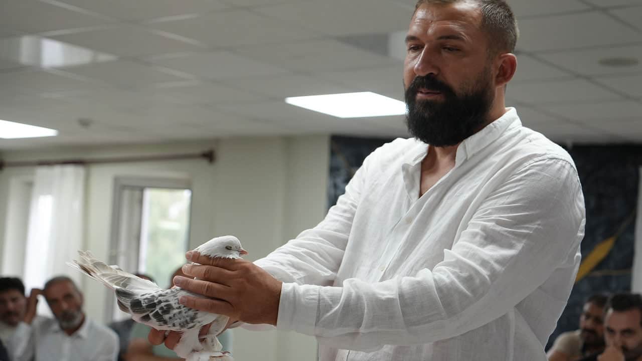 Foto - İnanması güç ama doğru! Bu güvercinler ev ve araba parasına satılıyor