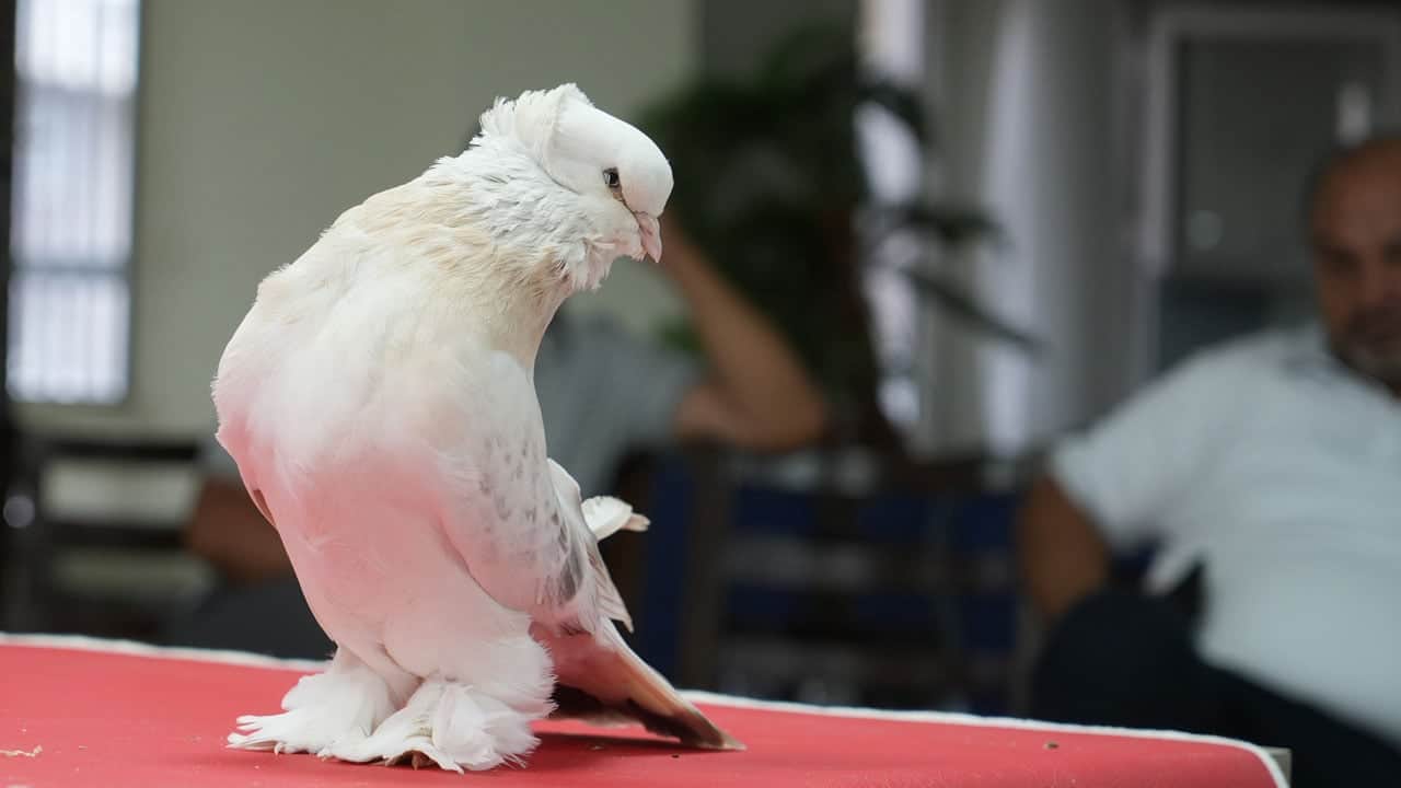 İnanması güç ama doğru! Bu güvercinler ev ve araba parasına satılıyor