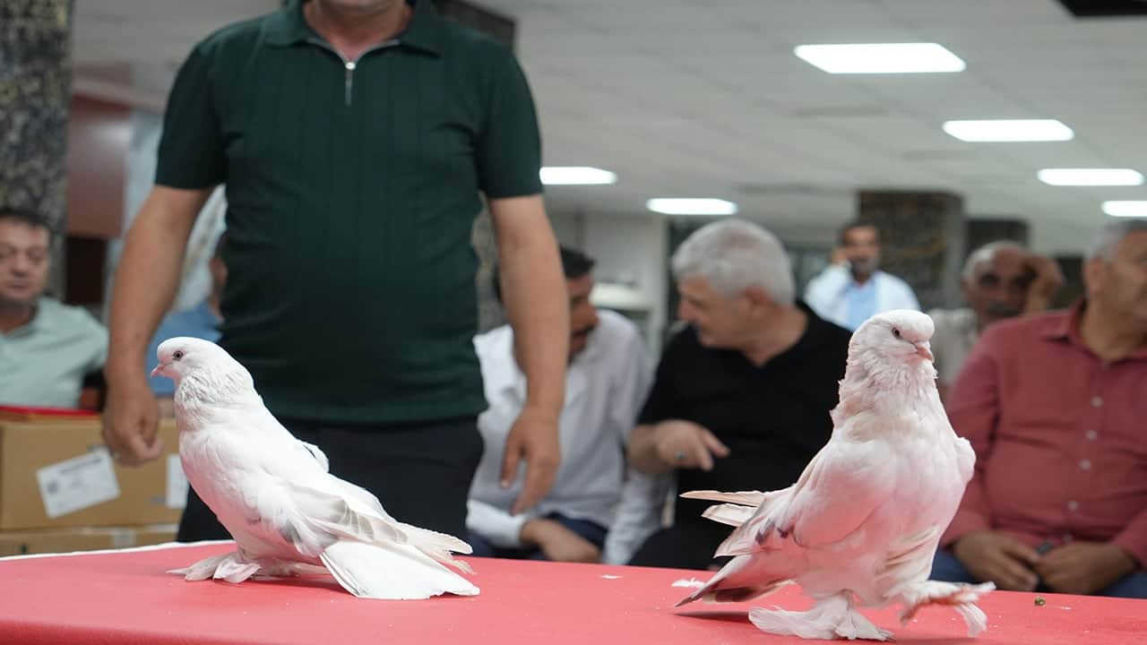 Foto - İnanması güç ama doğru! Bu güvercinler ev ve araba parasına satılıyor