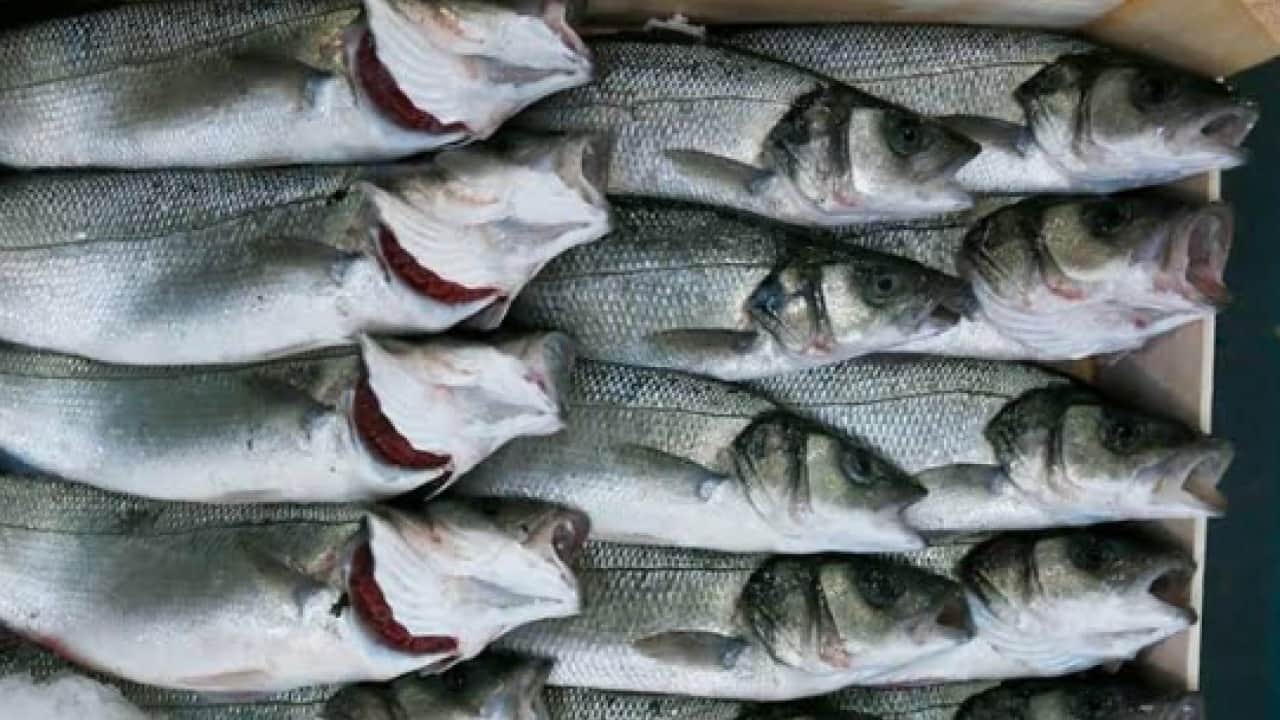 Foto - İstanbul'da kapış kapış gidiyor: Tam 122 ton satıldı!