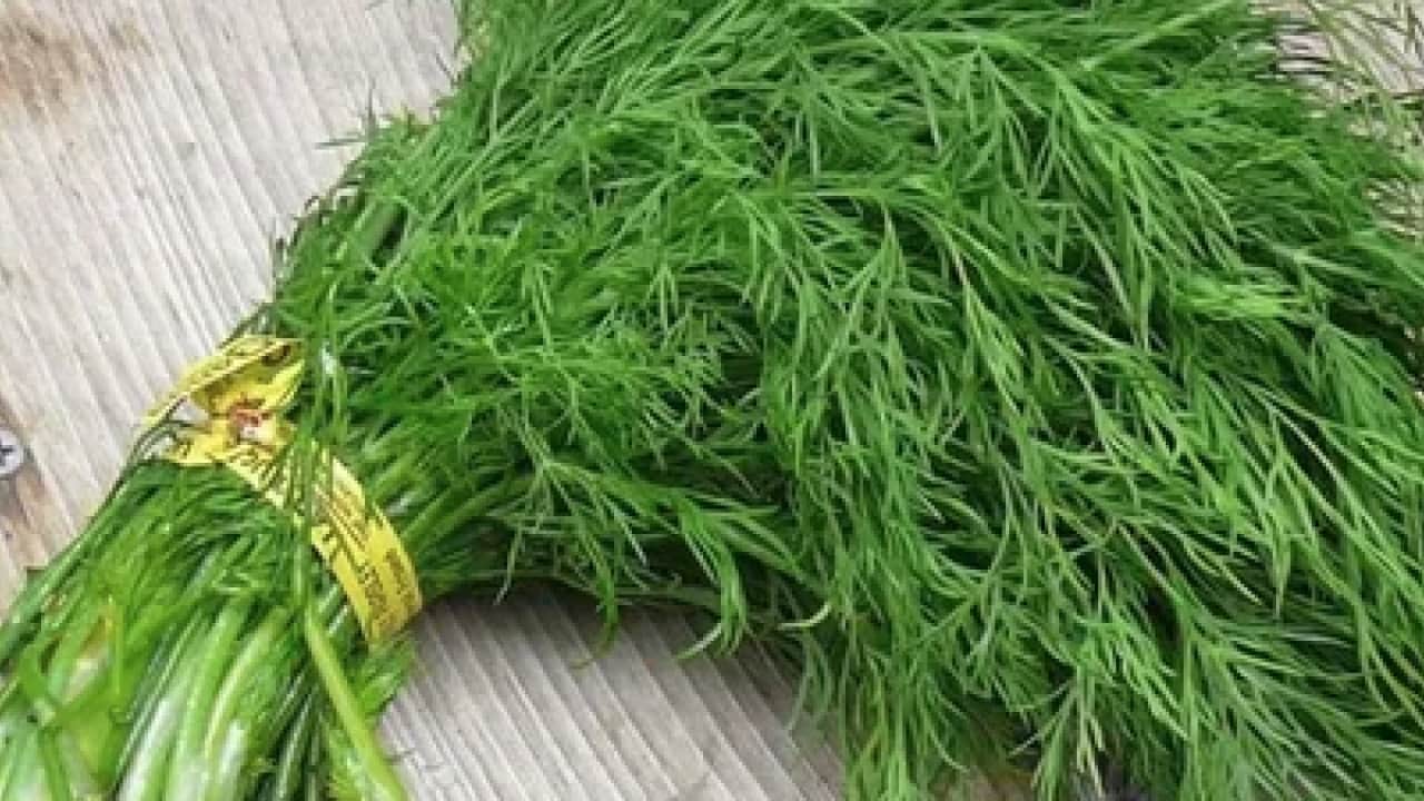 Foto - İşte sofraların vazgeçilmez besini dereotunun mucizeleri: Avrupa ve Asya mutfaklarının arananı...