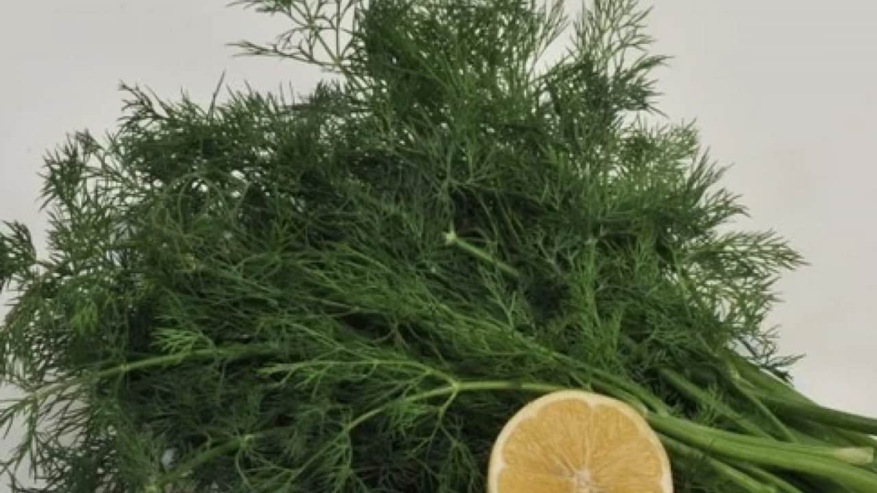Foto - İşte sofraların vazgeçilmez besini dereotunun mucizeleri: Avrupa ve Asya mutfaklarının arananı...