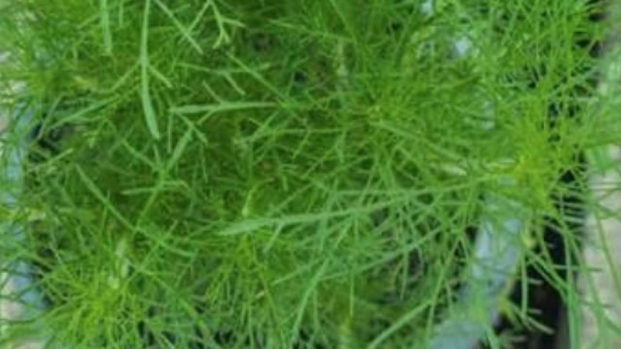 Foto - İşte sofraların vazgeçilmez besini dereotunun mucizeleri: Avrupa ve Asya mutfaklarının arananı...