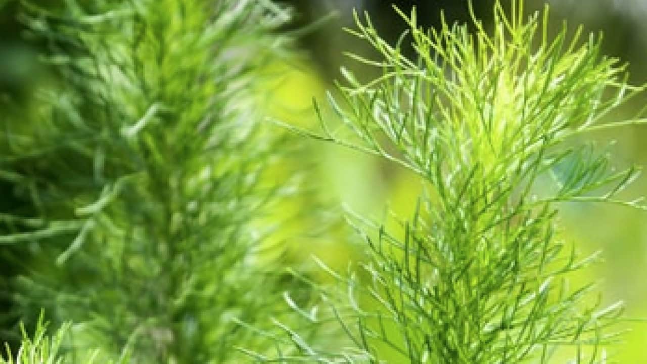 Foto - İşte sofraların vazgeçilmez besini dereotunun mucizeleri: Avrupa ve Asya mutfaklarının arananı...