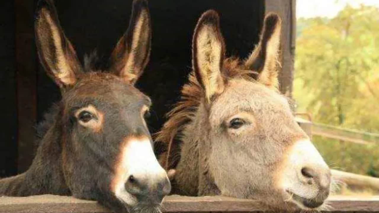 İşte vatandaşına en çok eşek eti yediren ülkeler! Bakın ilk sırada kim var!