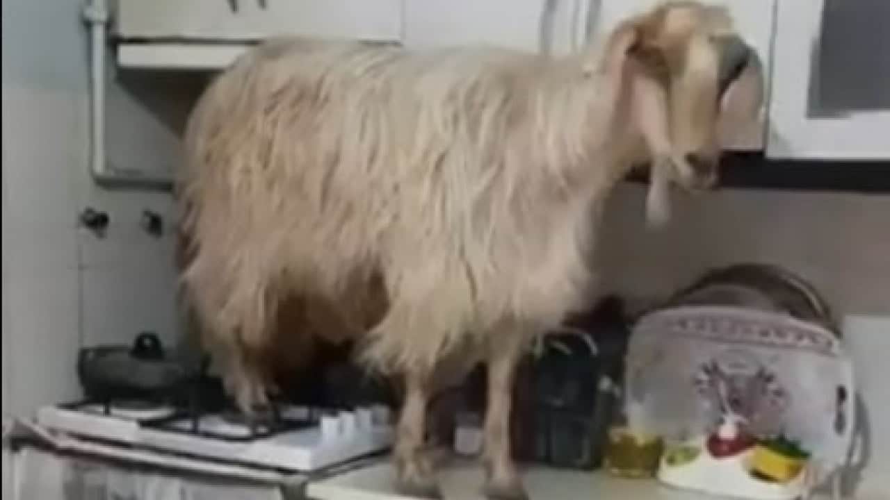 Kapıyı açık bulunca mutfak tezgahına çıktı! Bu defa bir keçi keçileri kaçırdı!