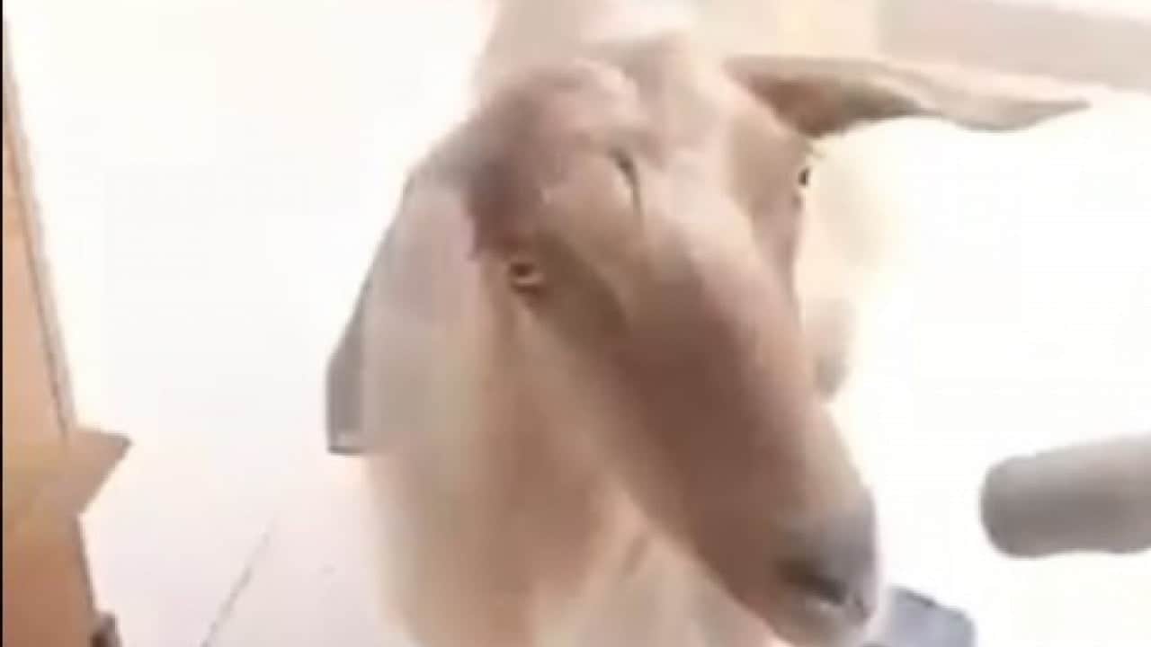 Foto - Kapıyı açık bulunca mutfak tezgahına çıktı! Bu defa bir keçi keçileri kaçırdı!