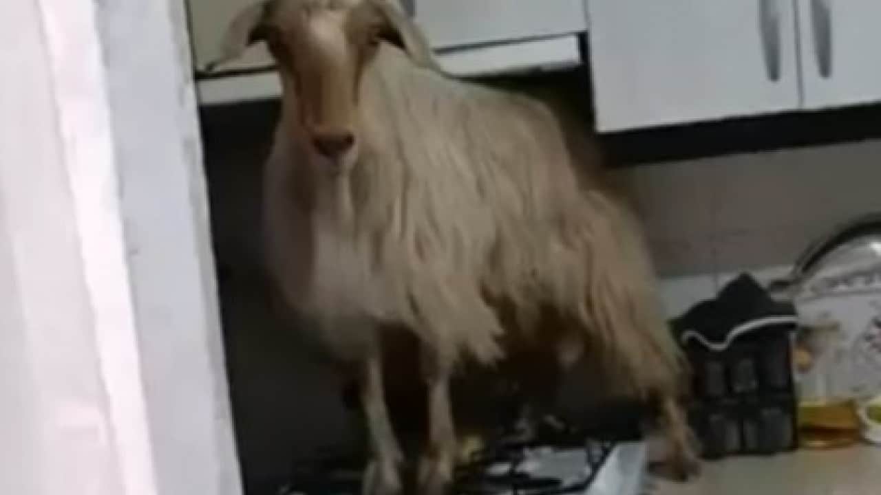 Foto - Kapıyı açık bulunca mutfak tezgahına çıktı! Bu defa bir keçi keçileri kaçırdı!
