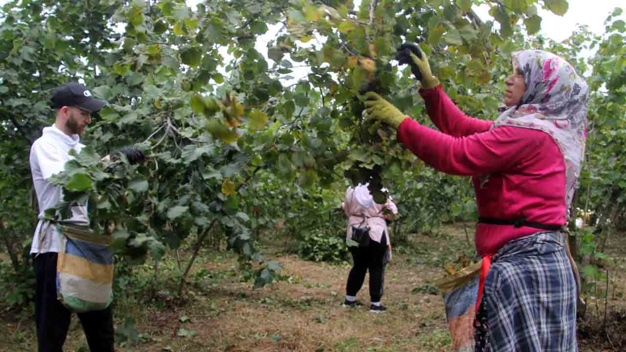 Foto - Karadeniz’de fındık hasadı başladı: Rekolte yüz güldürdü