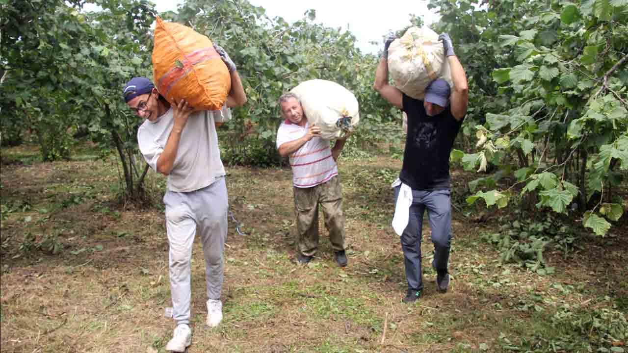 Foto - Karadeniz’de fındık hasadı başladı: Rekolte yüz güldürdü