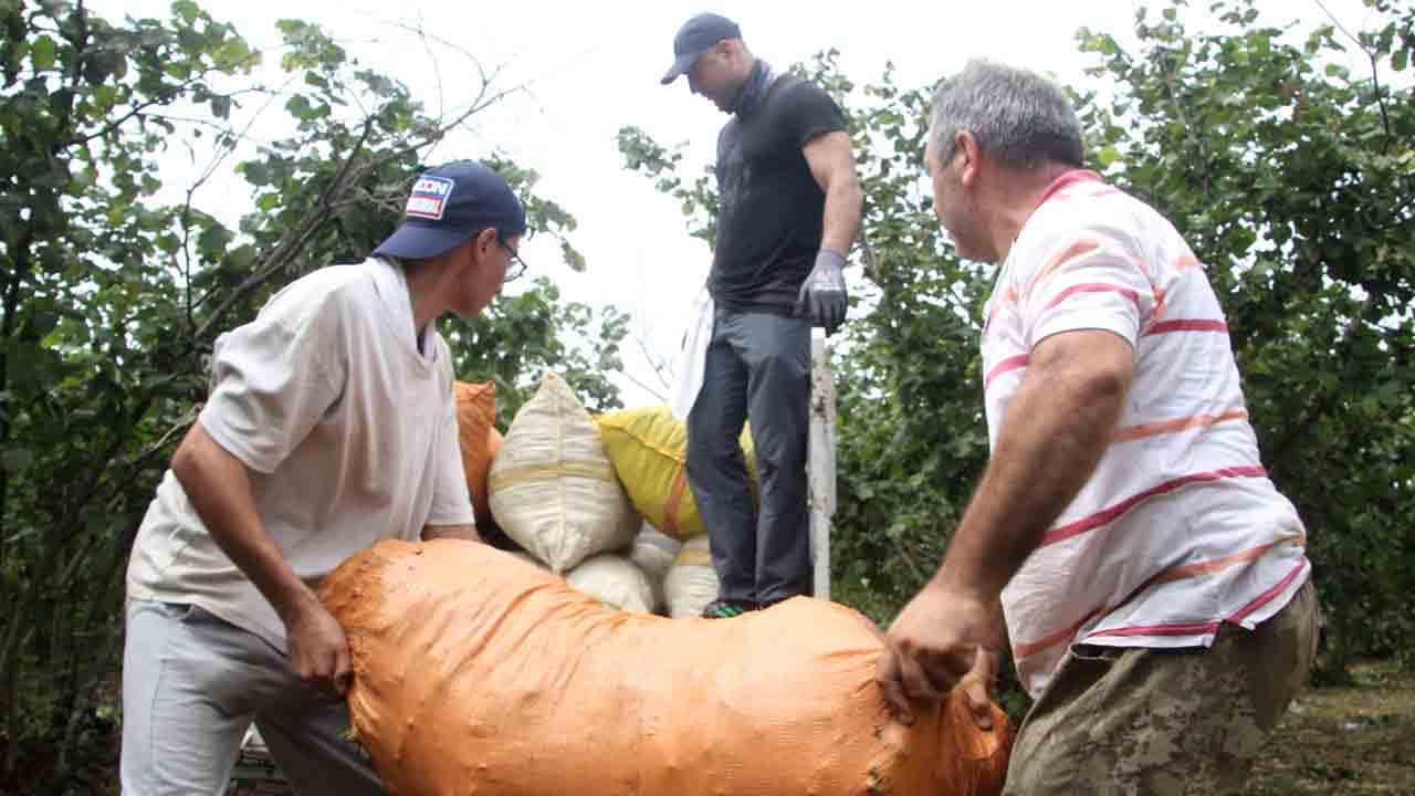 Foto - Karadeniz’de fındık hasadı başladı: Rekolte yüz güldürdü