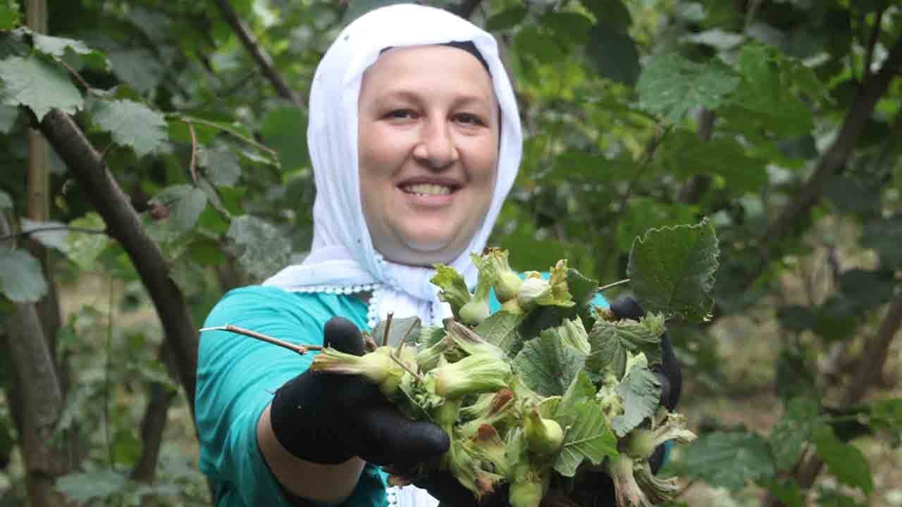 Karadeniz’de fındık hasadı başladı: Rekolte yüz güldürdü