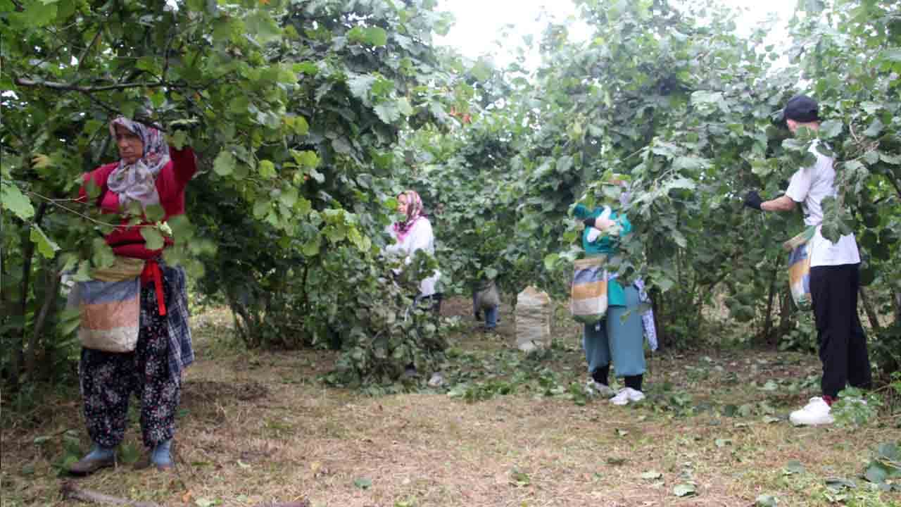 Foto - Karadeniz’de fındık hasadı başladı: Rekolte yüz güldürdü