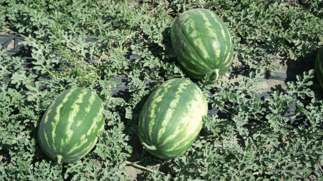 Foto - Karpuzda büyük bereket! Tırlar dolusu sevkiyat başladı