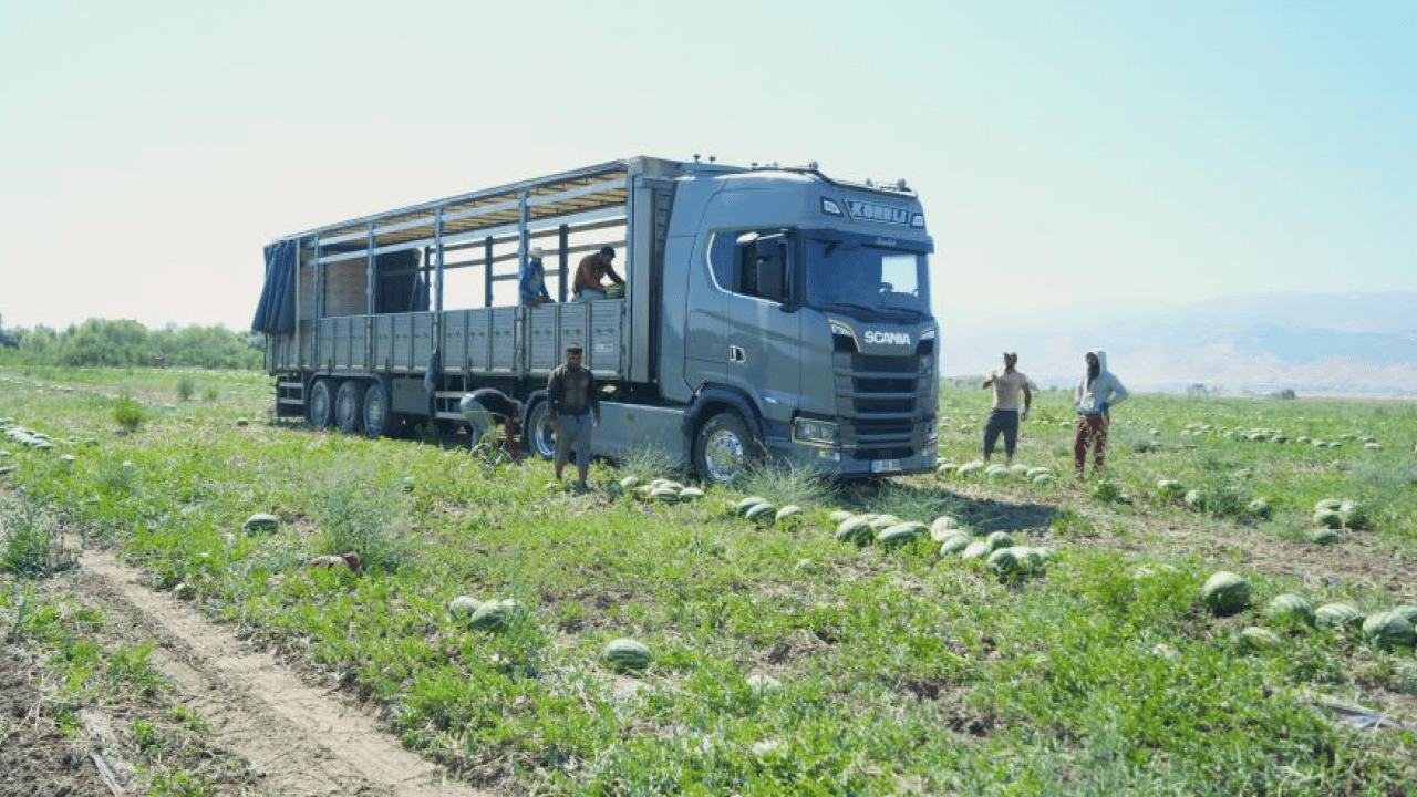 Foto - Karpuzda büyük bereket! Tırlar dolusu sevkiyat başladı