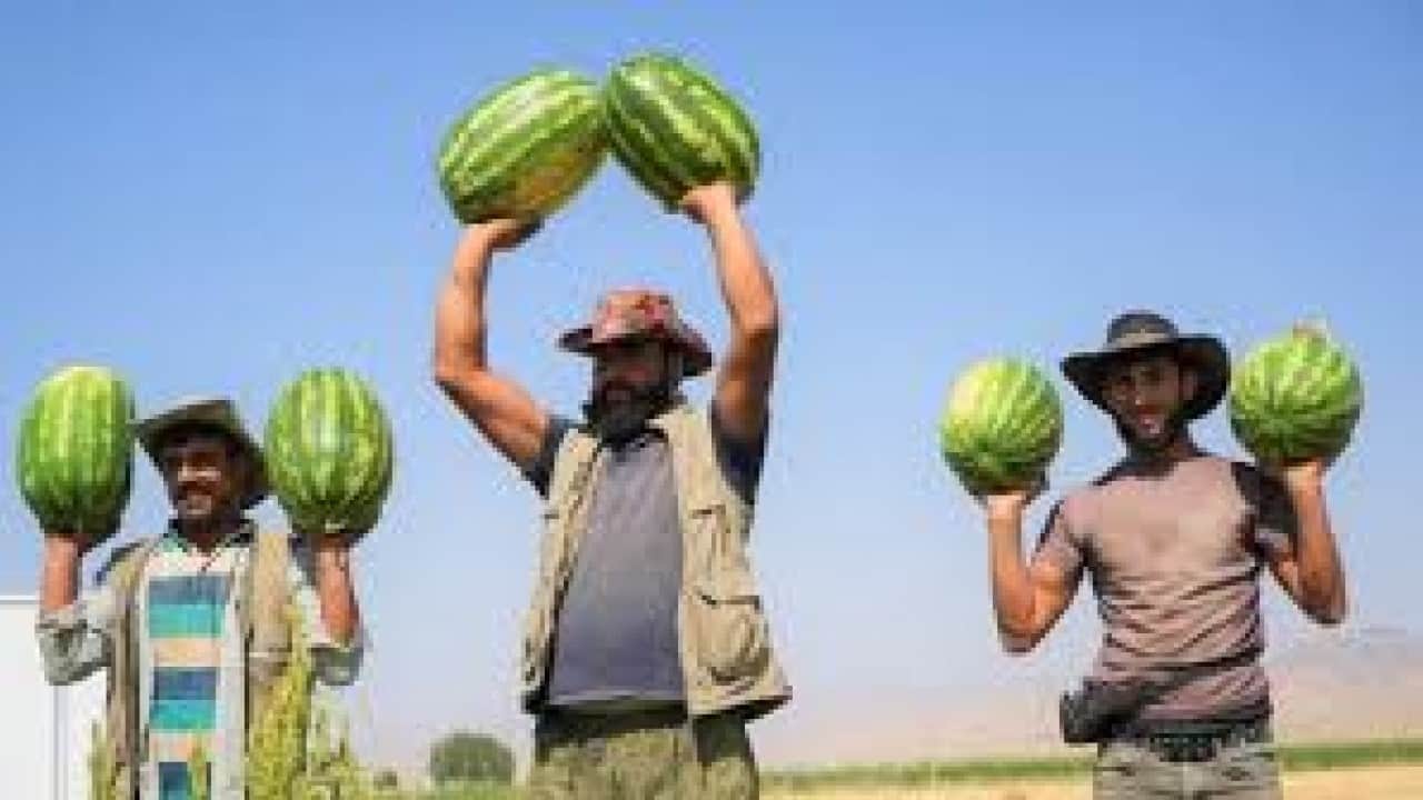 Foto - Karpuzda Siirt adımı: Örtü altı turfanda karpuz yetiştiriciliği 