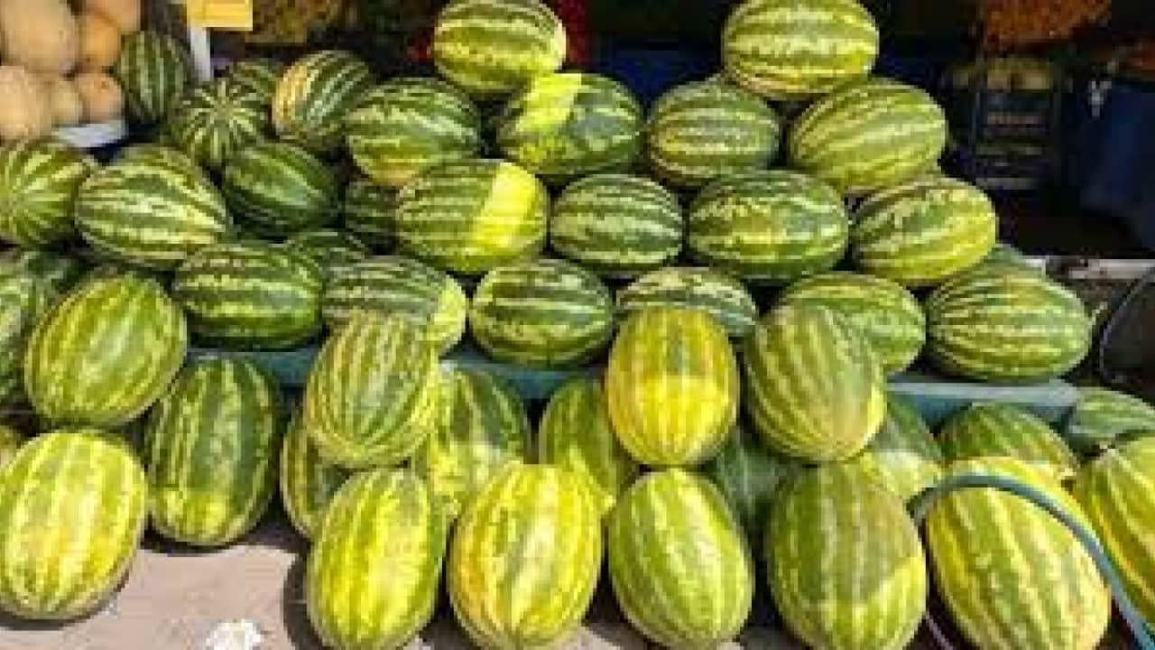 Foto - Karpuzda Siirt adımı: Örtü altı turfanda karpuz yetiştiriciliği 
