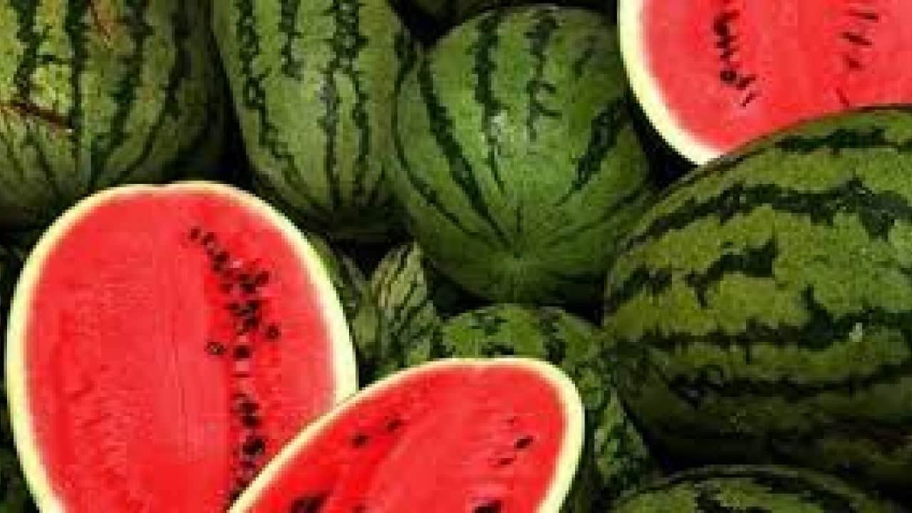 Karpuzda Siirt adımı: Örtü altı turfanda karpuz yetiştiriciliği 