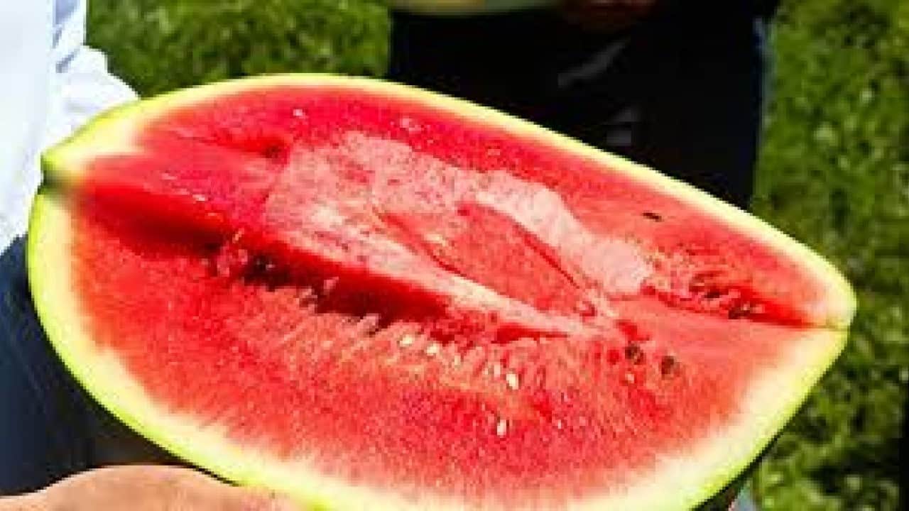 Foto - Karpuzda Siirt adımı: Örtü altı turfanda karpuz yetiştiriciliği 